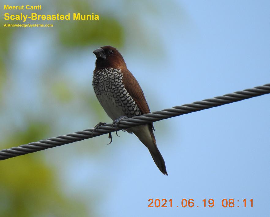 Scaly Breasted Munia (8) Coming Soon